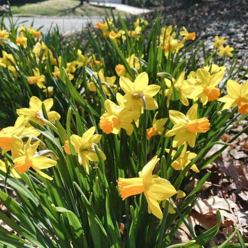 Yellow daffodils growing in a garden.